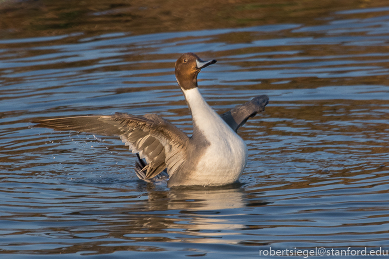 baylands